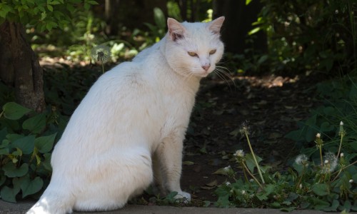 试管婴儿移植后多久能测出怀孕专区_试管婴儿移植多久可以确定怀孕专区_试管婴儿移植三次失败原因网